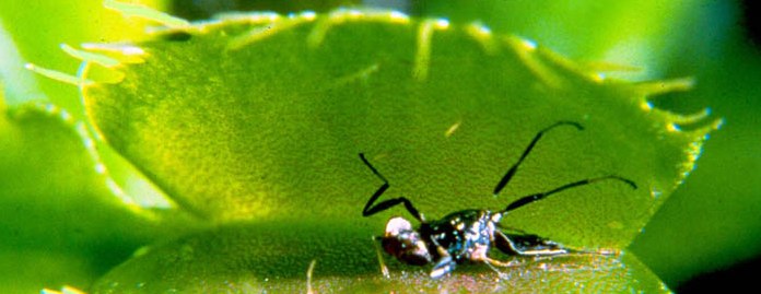 las-plantas-carnívoras-y-el-dengue