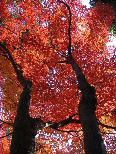 los-arboles-el-infaltable