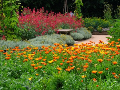 porque-elegir-herbaceas-y-bulbosas-para-nuestro-jardin-01