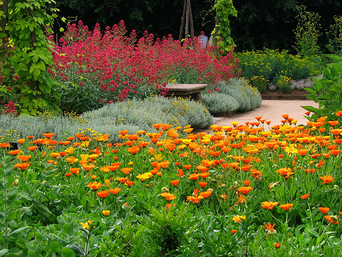 Le plantas el maravilloso fragante seifenblume en su jardín a!