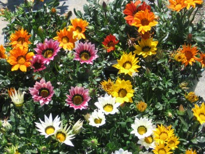 la-gazania-01