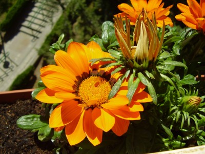 la-gazania-02