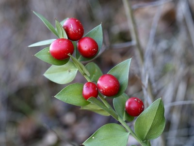 La navidad y sus plantas tipicas