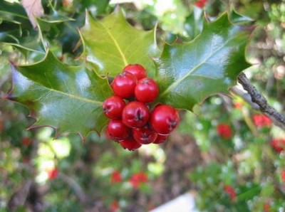 La navidad y sus plantas tipicas