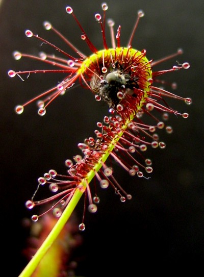 plantas-carnivoras-drosera-01