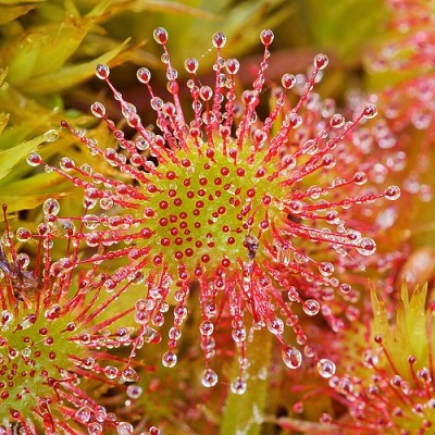 plantas-carnivoras-drosera-02