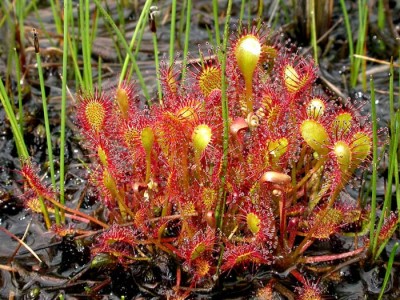 plantas-carnivoras-drosera