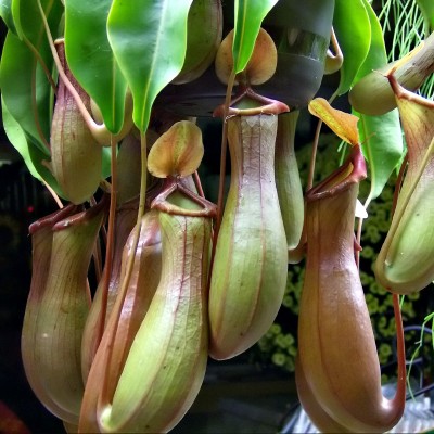 plantas-carnivoras-nephentes