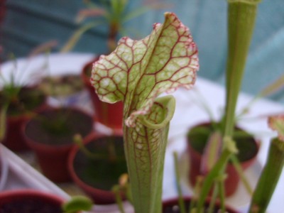 plantas-carnivoras-serracenia-01