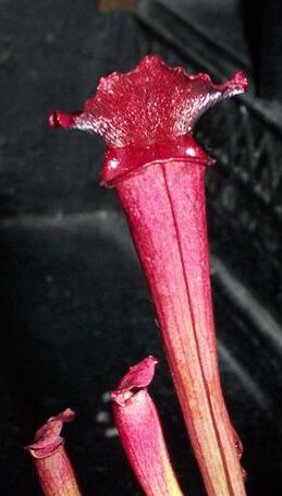 plantas-carnivoras-serracenia-02