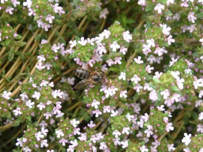 plantas-que-combaten-la-gripe-p-02