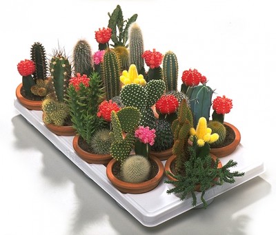 todo-sobre-cactus-y-suculentas-02