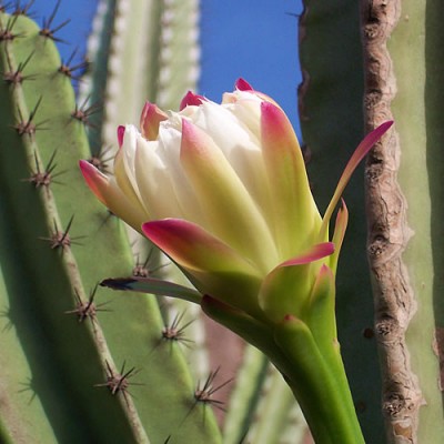 todo-sobre-cactus-y-suculentas