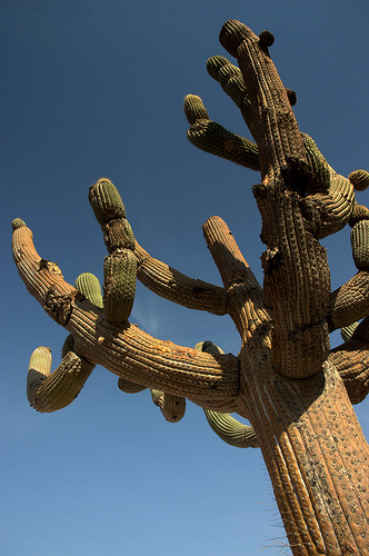 todo-sobre-cactus-y-suculentas-p2-02