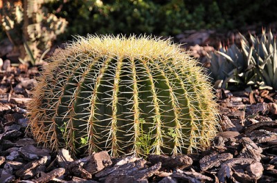 todo-sobre-cactus-y-suculentas-p2-03