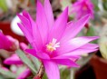 imagen Todo sobre cactus y suculentas – Parte II