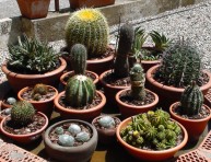 imagen Todo sobre cactus y suculentas – Parte III