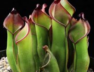 imagen Plantas Carnívoras: Heliamphora