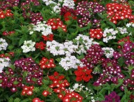 imagen Claves para que brille tu jardín de la A a la Z – Parte IV