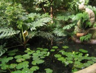 imagen Claves para que brille tu jardín de la A a la Z – Parte II