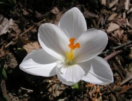 imagen El Crocus