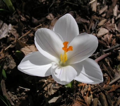 crocus-02