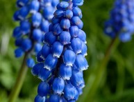 imagen El Muscari