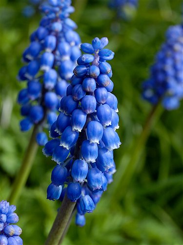 el-muscari-01