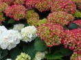 imagen Plantas Acidófilas, ¿Qué son?