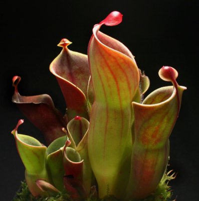 plantsa-carnivoras-heliamphora