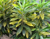 imagen La importancia de limpiar las plantas