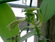 imagen Plantas afrodisíacas y sus estímulos – Parte V
