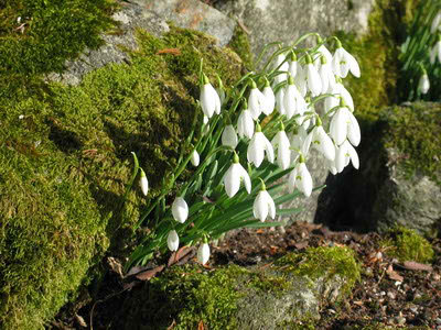 campanilla-de-invierno-01