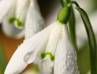 imagen Campanilla de Invierno