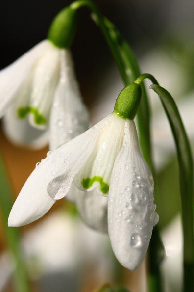 campanilla-de-invierno-02