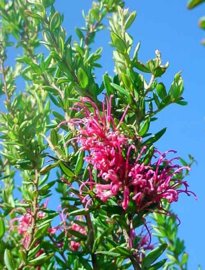 grevillea