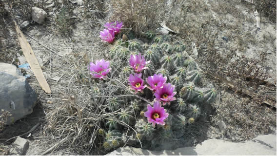 Las fotos de mi desierto casi al natural 3