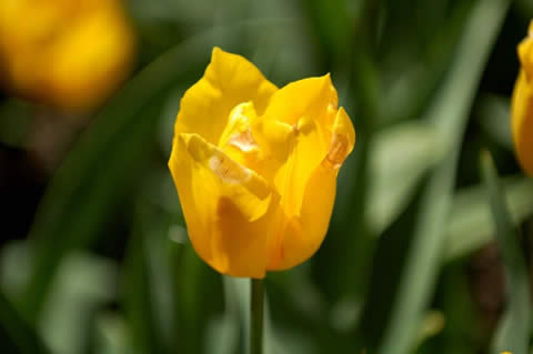 los tulipanes-003