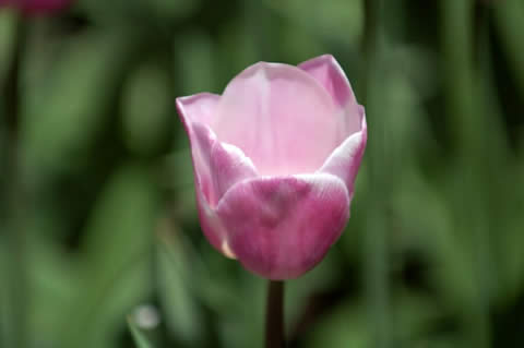 los tulipanes-009