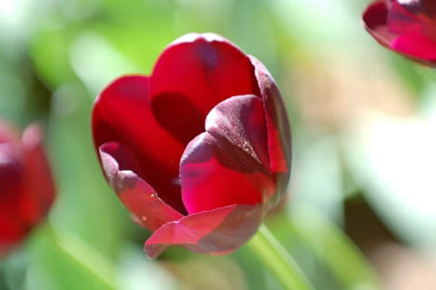 los tulipanes-013