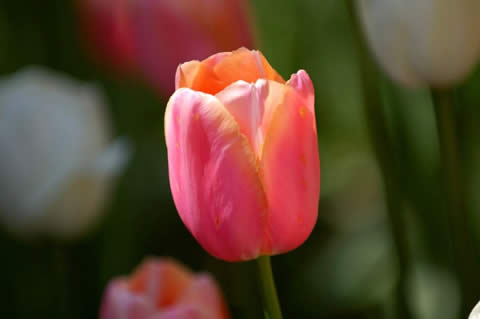 los tulipanes-014