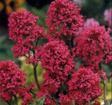 valeriana-01