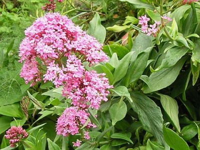 valeriana-03