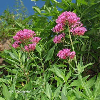 valeriana-04