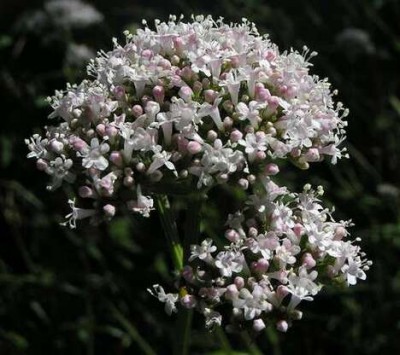 valeriana-06