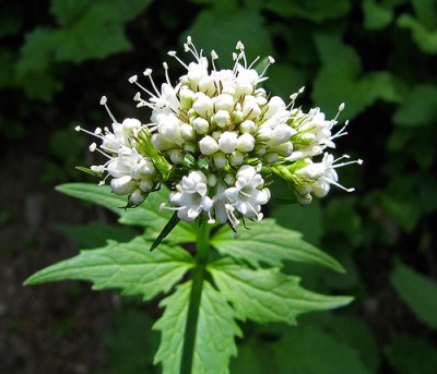 valeriana-07