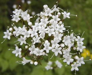 valeriana-08