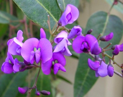 La Hardenbergia1