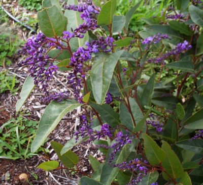 La Hardenbergia2