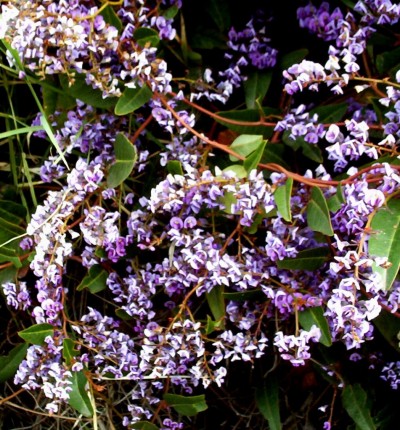 La Hardenbergia4